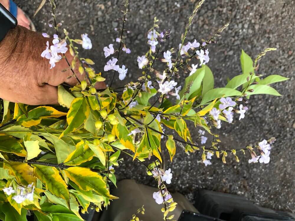 Duranta erecta 'Gold Edge'